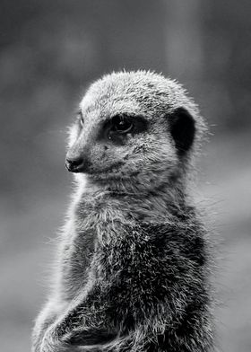 Meerkat suricate