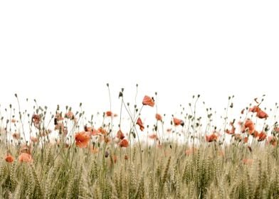 Poppies field 