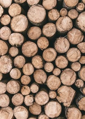 Wood Log Pile