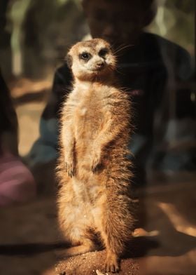 Meerkat suricate