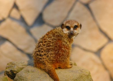 Meerkat