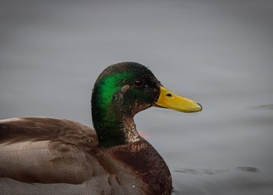 Green Mallard Duck on Lake