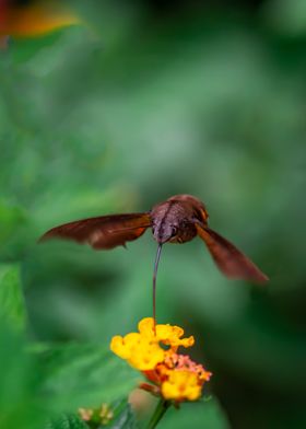 Bee Moth