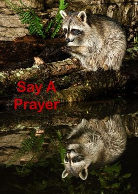 Raccoon Say A Prayer