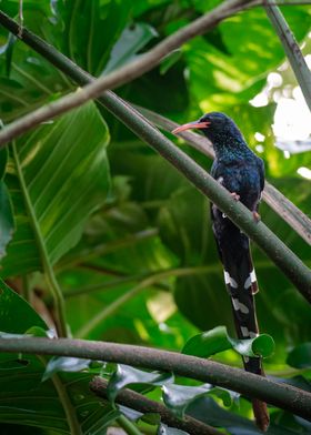 Green Wood Hoopoe