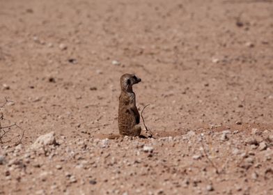 Meerkat suricate