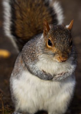 Squirrel Stood Curiously