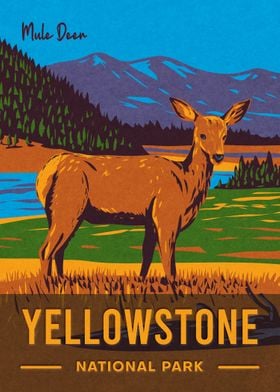 Yellowstone Mule Deer