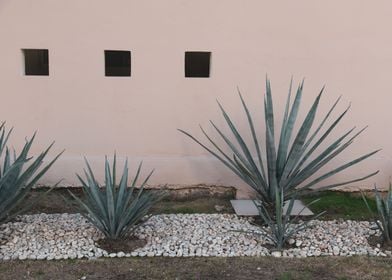 Blush Agave Mexico 1 wal