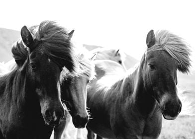 Black and White Horses