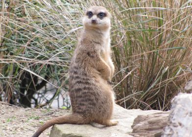 Meerkat