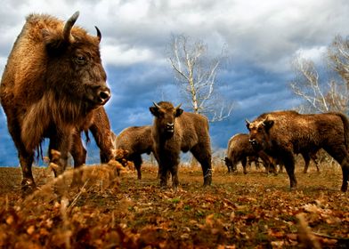 BISONS