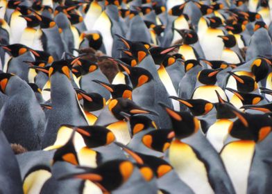 Penguin colony