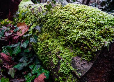 Tree stump moss takeover