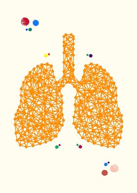 Lungs anatomy