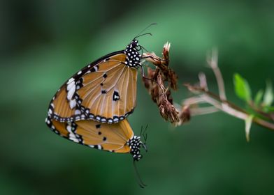 Butterfly mating