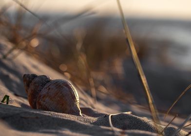 Curly shell on sunset