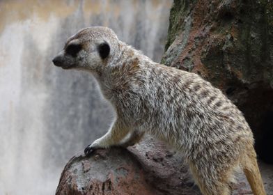 suricate