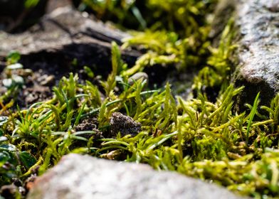 Moss between the cobbles 3