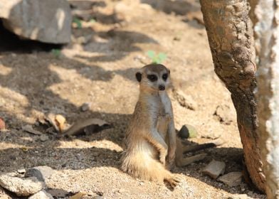 suricate