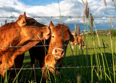 COWS 