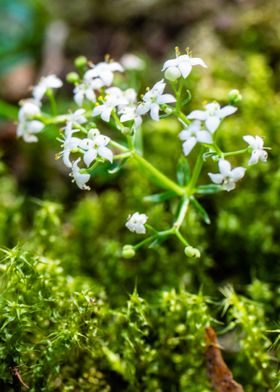 heath bedstraw out of moss