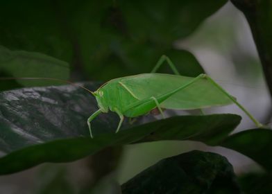 katydids