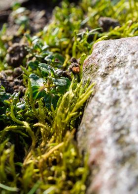 Moss between the cobbles 2