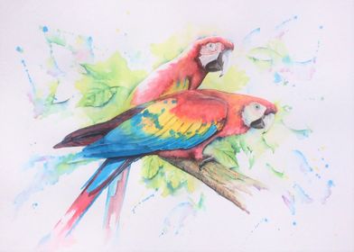 Scarlet Macaws