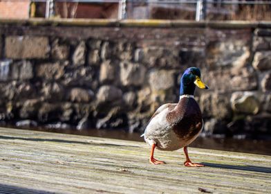 Duckling catwalking