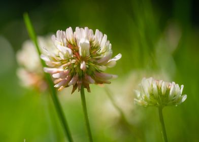 clover blossoms