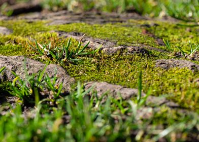 Moss on treeroots