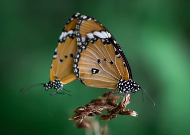 Butterfly mating