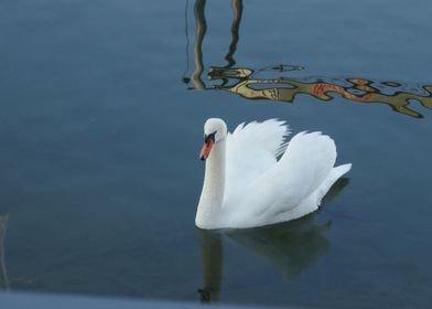 white swan 2