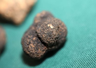 White and black truffles