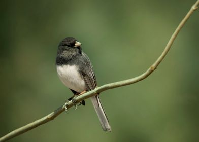 Dark eyed junco bird photo