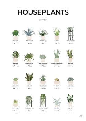 Succulent Houseplants