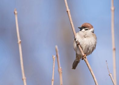 Eurasian tree sparrow