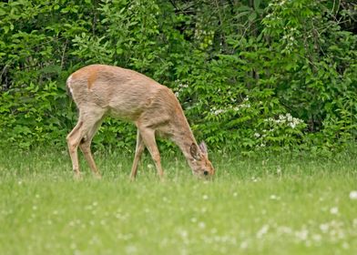 Doe deer grazing