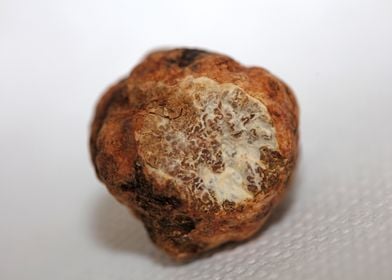 White truffle mushroom