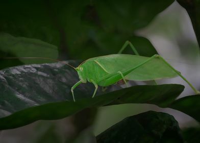 katydids