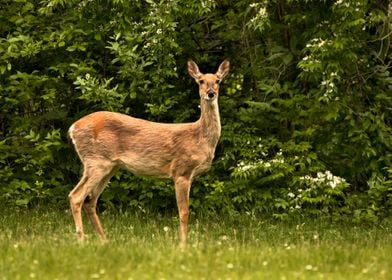 Whitetail deer portrait