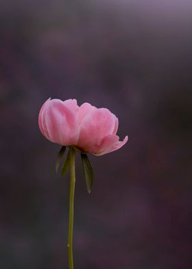 Pink peony fine art