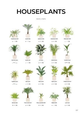 Palm and Fern Houseplants
