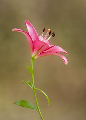 Pink lily portrait