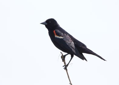 Red wing black bird photo