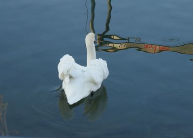 white swan 3