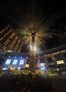 Palm Tree Dubai