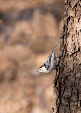 White breasted nuthatch