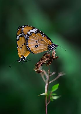 Butterfly mating